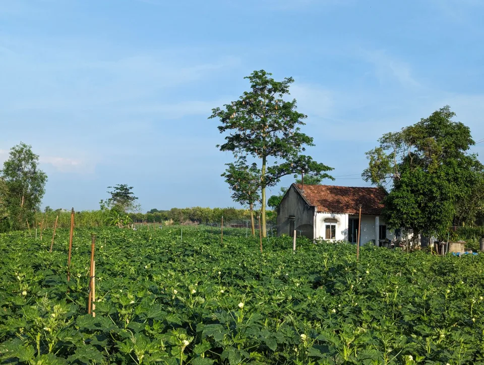 Vườn rau của Dương Thị Nguyên Thảo